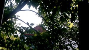 Наконец-то теплый день на даче... Кошки греются на окне