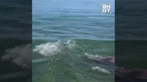 В Анапе дельфин показал небольшое шоу.