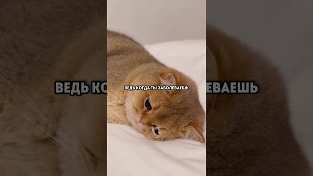 Почему у кошек именно 9 жизней?