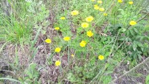 Желтые ромашки