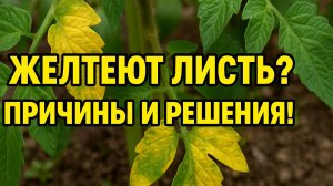 Желтеют листья на помидорах? Причины и как спасти кусты!
