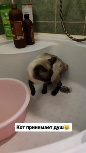 Кот принимает душ 😸