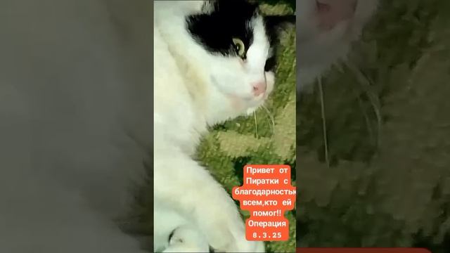 Пиратка одноглазая и ее судьба. После уличных обид- на кроватке спит. 
Но ушла наша девочка. Чума🌈