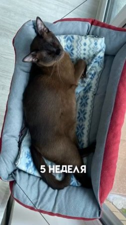 беременность Алексы прошла прекрасно, теперь у нас 3 сладких пушистика  #бурма #питомникбурманских