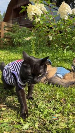 У тебя есть ЛП?😻 #котики #тренд #лп