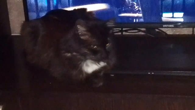 Котенок Барсик смотрит триллер по ТВ 🐱🎬🎥