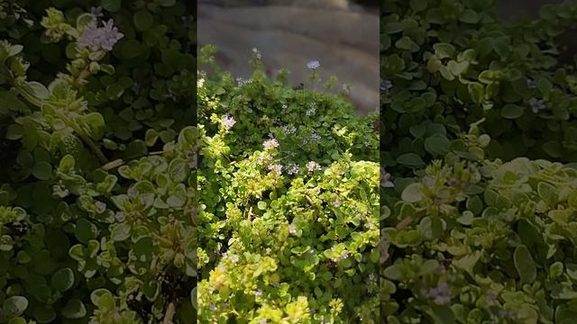 Микро мята " Миниминт" рассада! Спорный сорт.