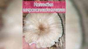 Коллибия широкопластинчатая
Collybia platyphylla