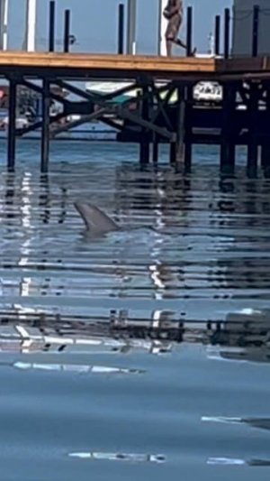 🐬Дельфины🐬 Анапа 27.06.2025 год.