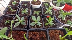 Какую землю любит Эустома Наглядный пример Часть 3