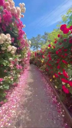 Розовый сад в Южной Корее 🌹