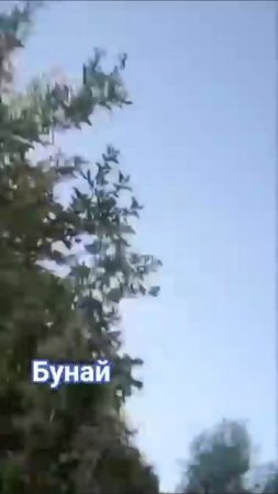 бунай.