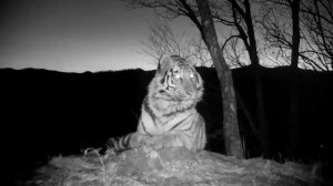 🐅Отдыхающий тигр попал в фотоловушку в Приморье