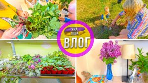 Рассаду клубники с WB пришла такой. Будем выращивать свою клубнику? Досадили орехи. Домашние цветы.