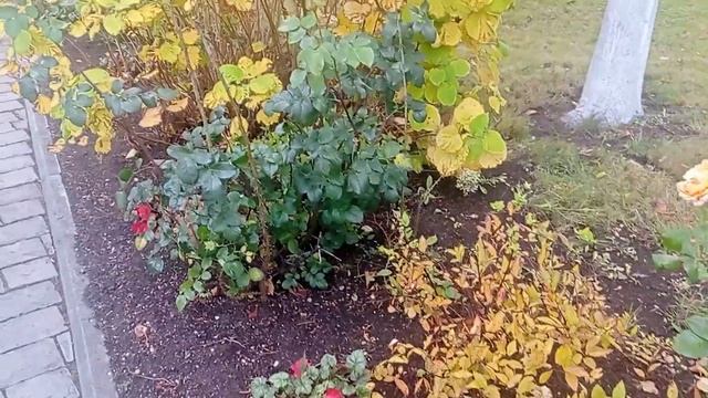 🍁Прекрасные цветы, кустарники и деревья на территории Ипатьевского монастыря в Костроме🍁 смотреть онлайн