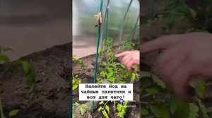 Полезный совет.