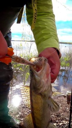 В САМУЮ ТОПКУ!  #shorts #рыбалка #fishing #рыба #fish #эдвардкосичка #природа #nature #rest
