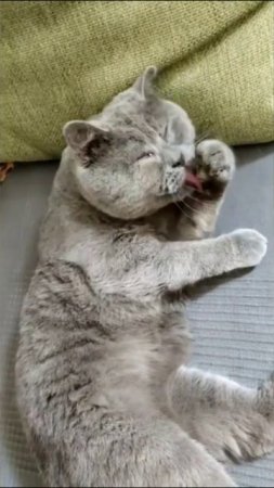 Смешные коты #63-5