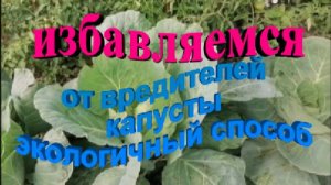 несколько  грамм этого средства и вредителей капусты не будет