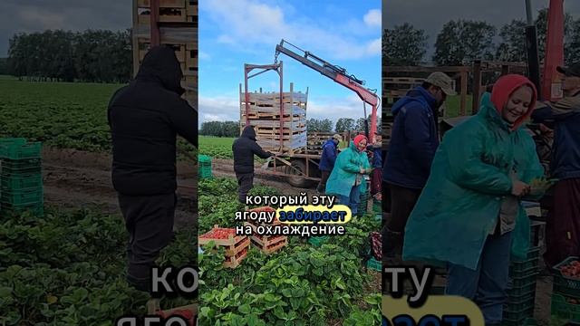 Учет урожая ягод в Совхозе имени Ленина Москва