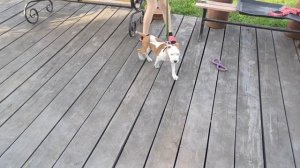 Делаем новые Корморезки 2в1.  Траварезка 2в1. Овощерезка 2в1.