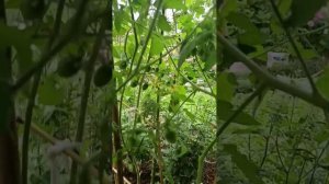 Утренний обход территории 🌴