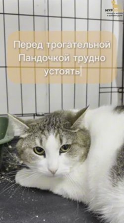 Пандочка ждёт вас в приюте #Муркоша