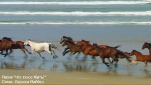 Песня "Что такое жить?" Стихи: Ларисса Майбер /Larissa Maiber/  Музыка, вокал: ИИ.  活著的意義是什麼？