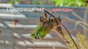 Превращение цикады