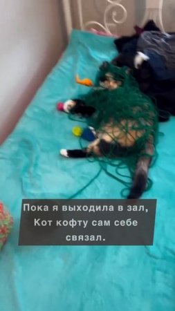 Самостоятельный кот