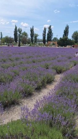 лавандовые поля Maison des plantes хутор семигорский