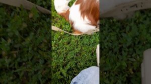 обзор на рулетку