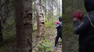 спарринг с берёзой