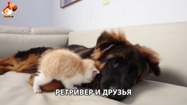 Золотистый ретривер и его друзья милые питомцы 🐕 выпуск (142)