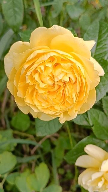 Роза Чайна Герл/Rosa China girl #garden #flowers #цветы #сад #цветыдлядома #растения #розы