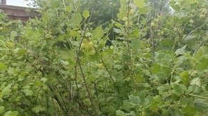 Sadovyy ugolok. Крыжовник.
