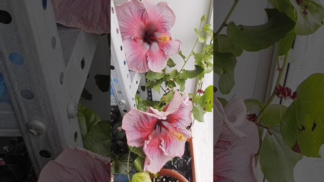 Мои гибискусы в конце июня 25г🌺🌺🌺
