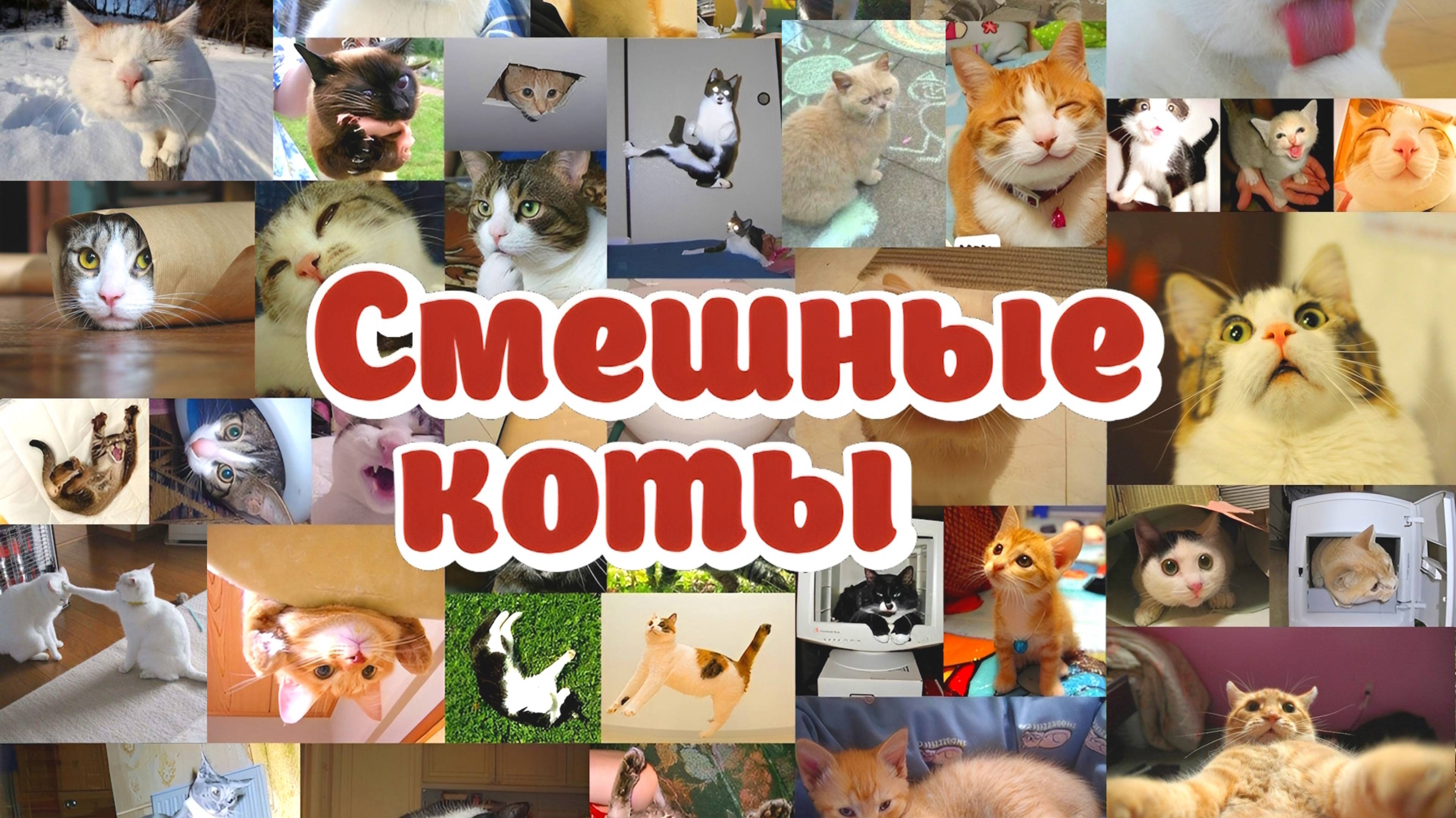СМЕШНЫЕ КОТЫ! 2 ПРИКОЛЫ С КОТАМИ! СМЕШНЫЕ ЖИВОТНЫЕ!