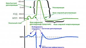 Физиология возбудимых тканей. Часть 2.