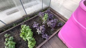 Всё ЗАРАСТАЕТ / Забой БРОЙЛЕРОВ