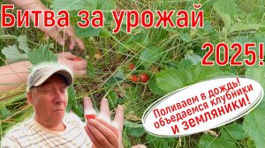 Битва за урожай 2025. Объедаемся клубникой и земляникой ну и поливаем в дождь.