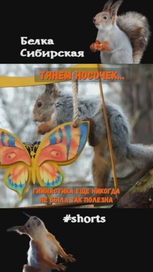 Белка хорошо сидит