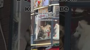 смешные видео с животными