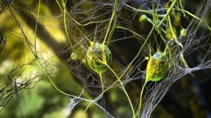 Silk World_ Planet of Spiders _ Dark Trance Music _  Sci-Fi  Cinematic Video _ Unseen Worlds