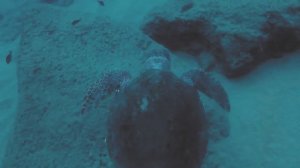 Черепаха у пляжа Клеопатра в Аланье