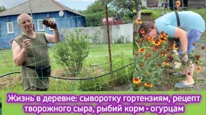 Жизнь в деревне: сыворотку гортензиям, рыбий корм огурцам, рецепт творожного сыра, йогурта, творога
