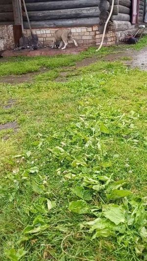 Ника дочь гороча и гюрзы дубль вязка в Комсомольске