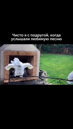 Чисто я с подругой  #foodru #рецепты #юмор