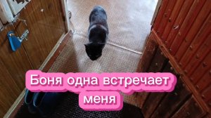 Соседская кошка.