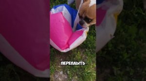 Бульдожий футбол